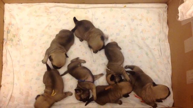 Броуновское движение - мопсятам 19 дней смотреть онлайн