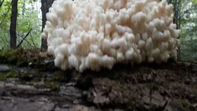 Гериций!!!!Ежовик коралловидный(Hericium coralloides) .Краснокнижный гриб !!! смотреть онлайн