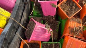 Зимовка гортензии в подвале