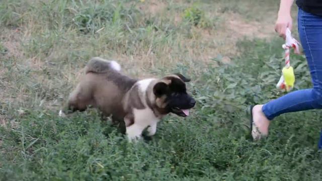 Продается мальчик Американская акита смотреть онлайн