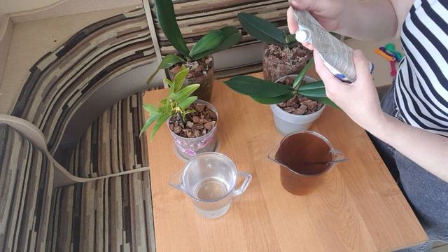 Подкормка орхидей и небольшой "эксперимент" с удобрениями. смотреть онлайн