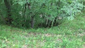 Каменномостский ищем грибы