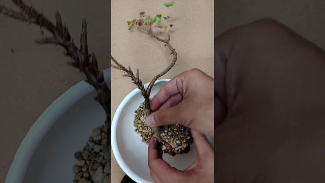 Pelargonium смотреть онлайн
