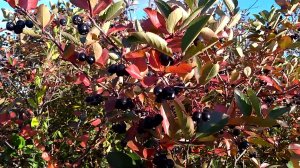 Черноплодная рябина - Арония черноплодная