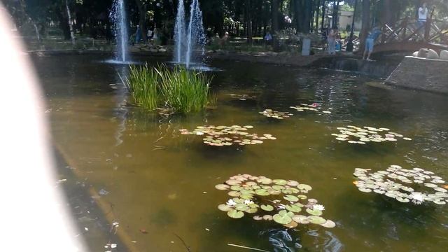 кувшинки НИМФЕЯ водяная лилия розовая и белая в ландшафтном дизайне пруд mood garden смотреть онлайн