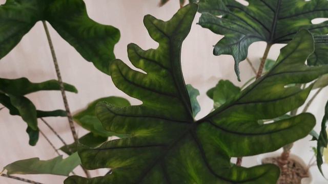 Про алоказии