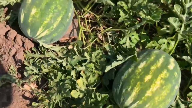 Арбуз Карино F1 (WM-29) смотреть онлайн