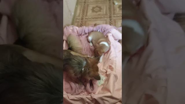 Бусинка и детки кушают капусту. смотреть онлайн