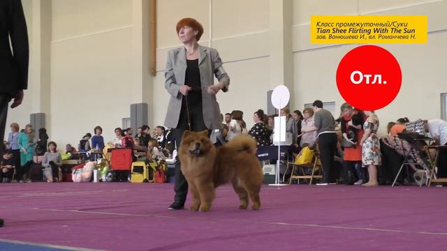 CACIB-FCI "Весенний Петербург/Spring Petersburg" 23 апреля 2017 г. Ринг чау-чау смотреть онлайн