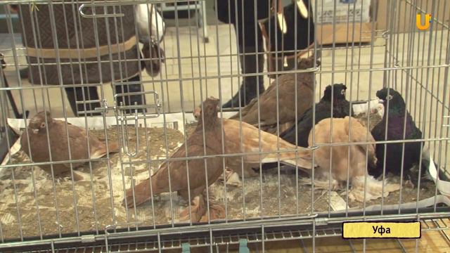 U news Выставка птиц смотреть онлайн