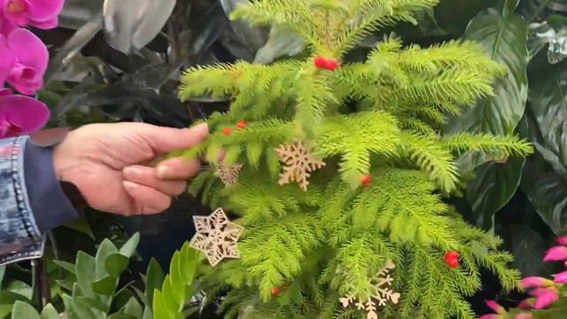 How To Create A Healthy Environment With Houseplants