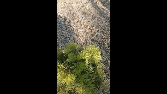 Пихта Одноцветковая #Shorts смотреть онлайн