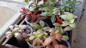 Фиттония. Уход и выращивание. Все ли так просто?