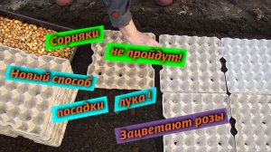 Сажаем лук в ячейки от яиц - 5 мая 2021 - Всходит чеснок, тюльпаны. Зацветают розы