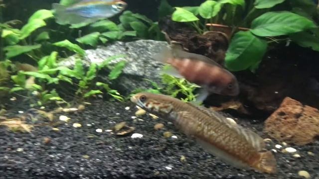 Маленький каламоихт и змееголов Блехера ??