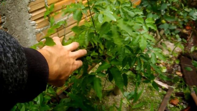 TRABALHOS DO DIA A DIA - BONSAI DE ALFENEIRO (LIGUSTRO) смотреть онлайн