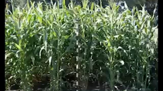 Сорго в кормопроизводстве смотреть онлайн