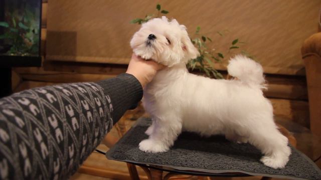 MVI 7197 смотреть онлайн