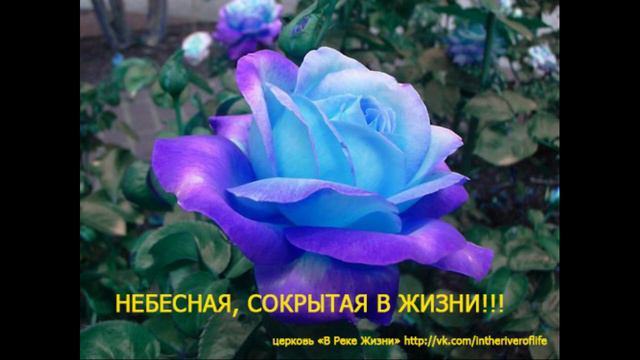 ОСОЗНАНИЕ ОГРОМНОЙ ЛЮБВИ БОГА. 08.12.21. Церковь В Реке Жизни Ст.пастор Людмила Мастерова смотреть онлайн