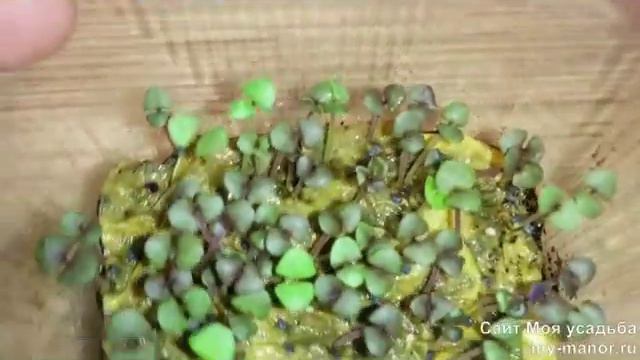 СМОТРИМ РЕЗУЛЬТАТЫ ПОСЕВА БАЗИЛИКА РАЗНЫМИ СПОСОБАМИ смотреть онлайн