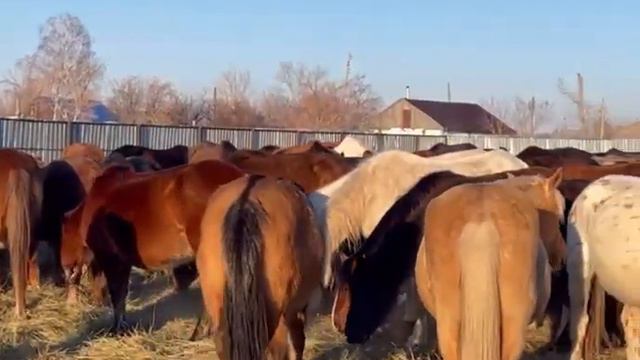 Жылқыларды сатады... смотреть онлайн