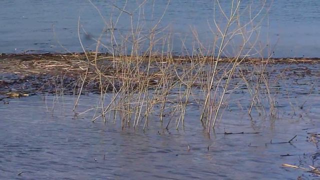 Три ондатры играют "вдогонки" смотреть онлайн