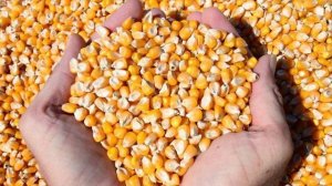 Можно ли давать кроликам кукурузу