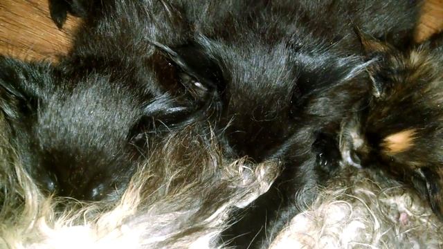 Так может кормить только кошка или как наглые котята обслюнявили свою маму кошку