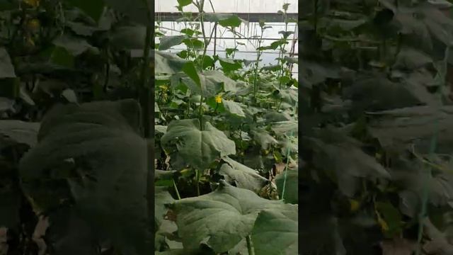 2 Огурец Теплица 30 соток смотреть онлайн