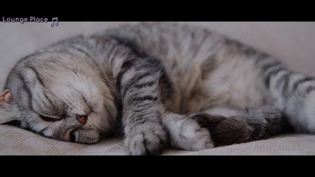 Music for Cats 🐱/ Soft Anti-anxiety Lullaby to Calm your Cat 💤/ EXTREME RELAXATION смотреть онлайн