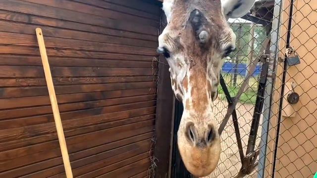 Жираф Соня смотреть онлайн