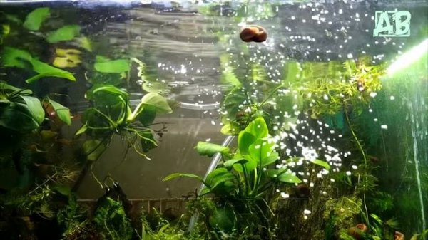 Простой и дешевый корм для аквариумных рыбок своими руками! FISH FOOD!