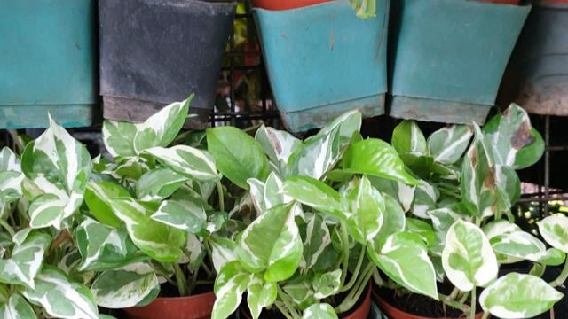 Price Update po tayo sa mga Halaman dito sa Farmers Cubao! #plants #plantita #plantito #relaxing смотреть онлайн
