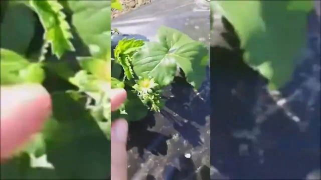 Один сезон органической клубничной фермы. смотреть онлайн