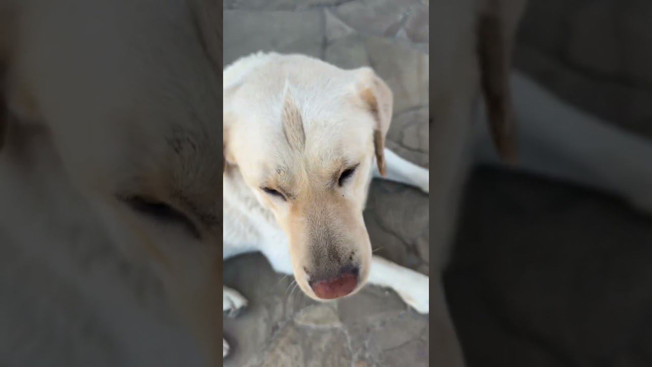 Смотрите какой красавец пес у храма в Керчи смотреть онлайн