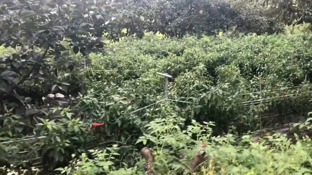 КАК ЖИВУТ В КОРЕЙСКОЙ ГЛУБИНКЕ. Поездка в деревню к корейской бабушке/День первый смотреть онлайн