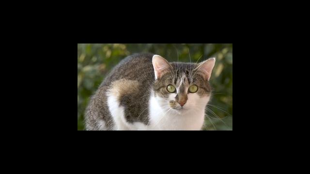 Красивые коты и котики. Приятное видео \ Beautiful cats and kittens. Nice video. 4K UHD смотреть онлайн