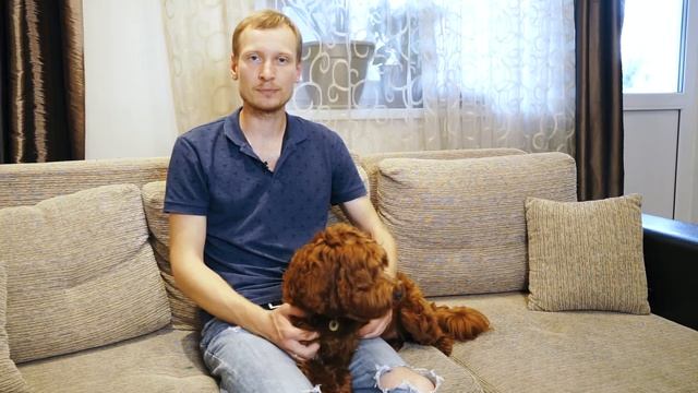 Описание породы Лабрадудель. Дизайнерская порода собак. смотреть онлайн