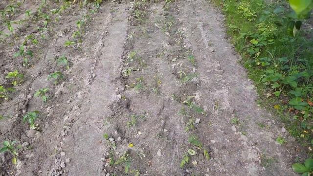 Новый дом на даче/ Ставим бассейн/ Наш сад-огород смотреть онлайн