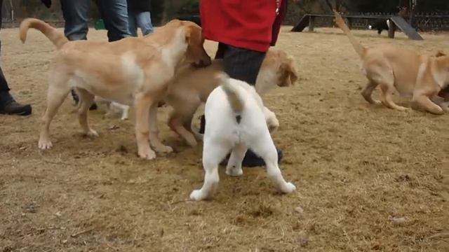 Dogfight in der Welpengruppe ;-) смотреть онлайн