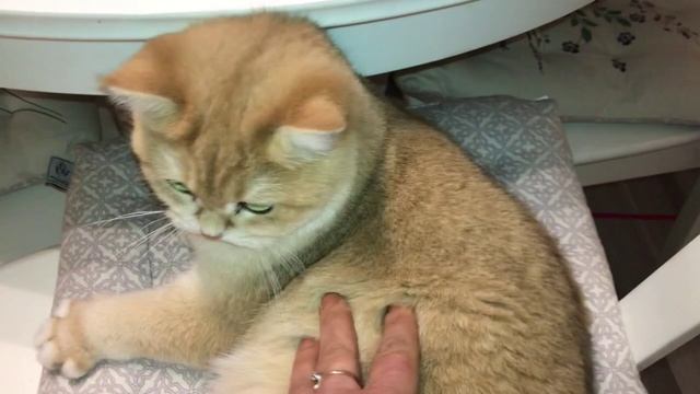 ЗОЛОТЫЕ ? КОШКИ ШИНШИЛЛЫ.GOLDEN KITTENS⭐️????ЗОЛОТЫЕ БРИТАНСКИЕ ШИНШИЛЛЫ.? смотреть онлайн