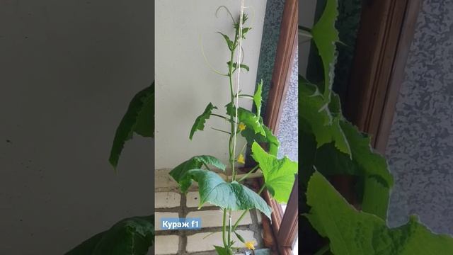 Балконный огород огурец Кураж f1 смотреть онлайн