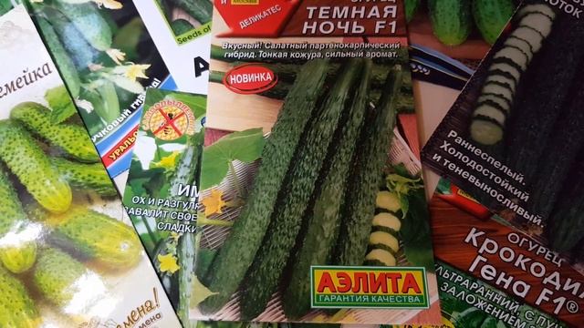 100% вкусный мега урожайный салатный гибрид. Огурец ТЁМНАЯ НОЧЬ. #2# смотреть онлайн