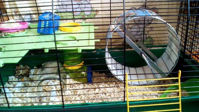 Как определить беременность у хомяка, Признаки беременности у хомяка, Беременный хомяк. смотреть онлайн