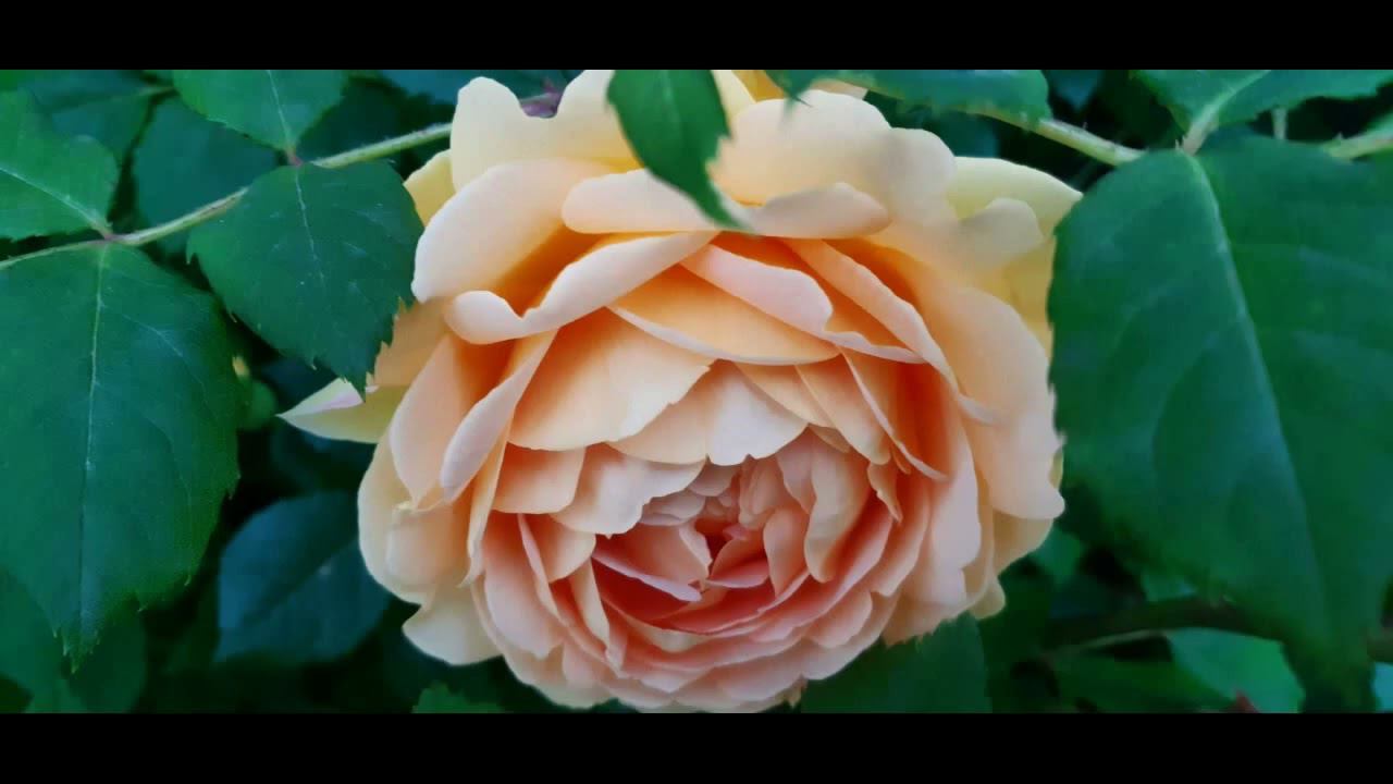 Голден селебрейшн в Саду на трех холмах смотреть онлайн