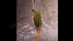 О палмолив мой нежный гель...