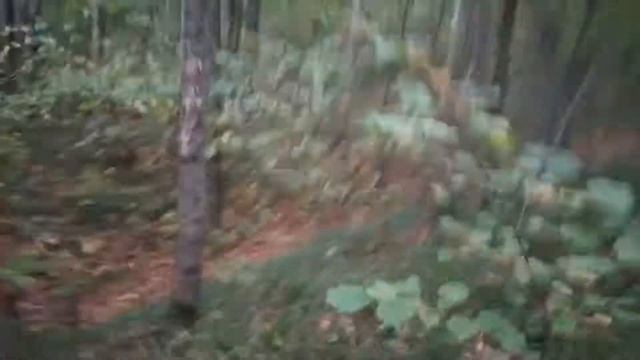 ЛО: русло высохшего ручья