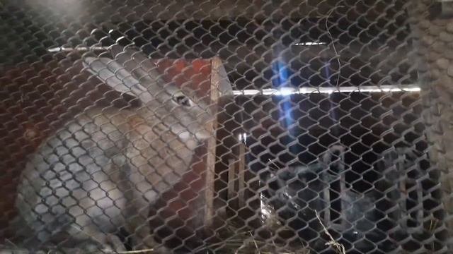 Показываю как живут кролики 5 смотреть онлайн