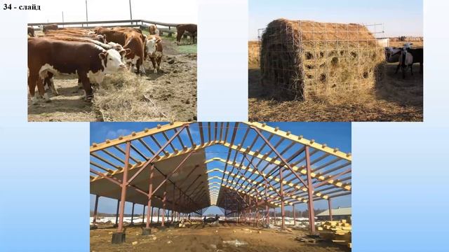 Нормативы содержания и технологическое оборудование мясных ферм смотреть онлайн