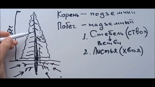 Вегетативные органы древесных растений смотреть онлайн